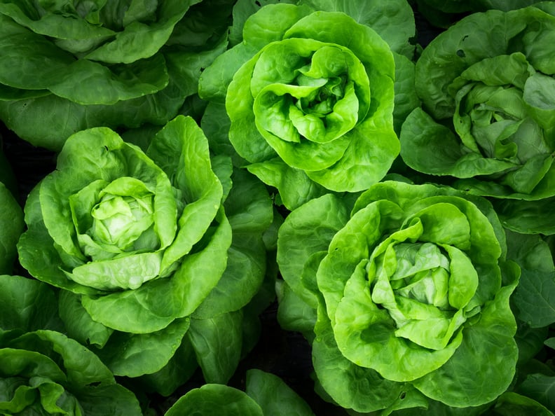 Romaine Lettuce