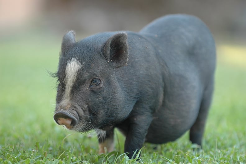 Gemini (May 21-June 20): Potbellied Pig