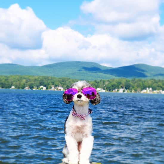 Tinkerbelle the Dog in the Berkshires