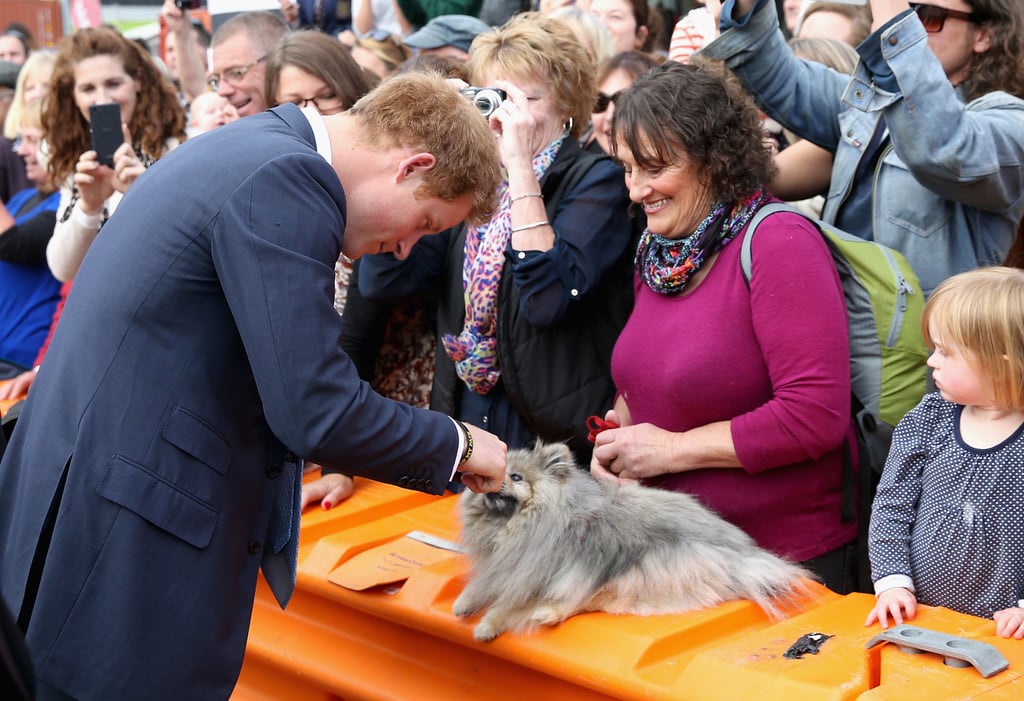 Prince Harry With Animals Pictures