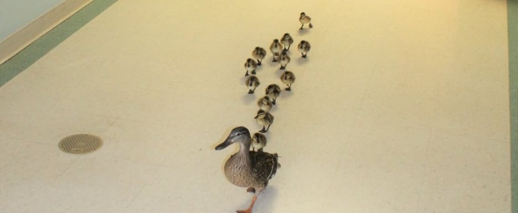 Mother Duck Parades Babies Around a Hospital