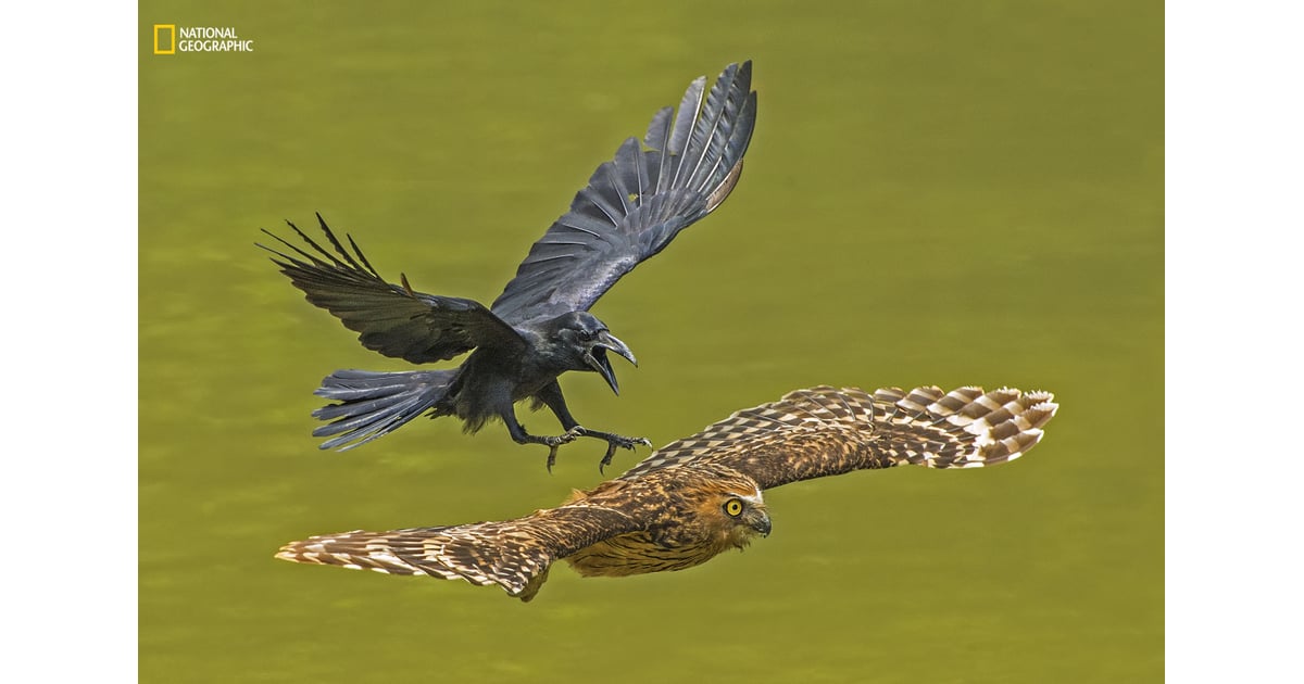 Animal Portraits, Honorable Mention — Crow chasing Puffy Owl 2016