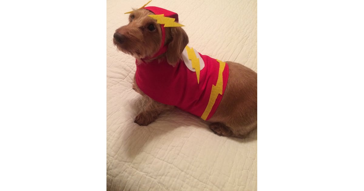dog flash costume