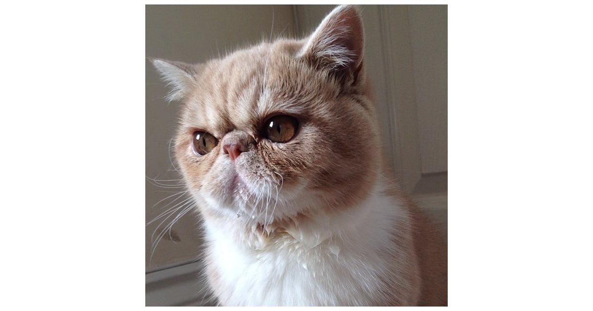 Water Beard Cat Slang POPSUGAR Tech Photo 10