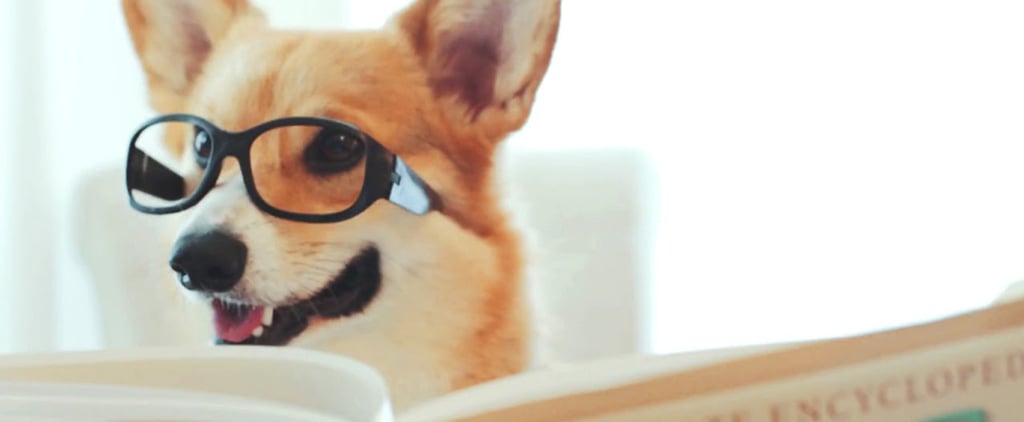 Video of a Corgi Selling a Home