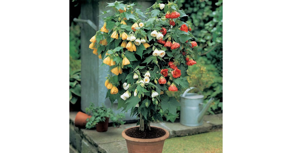 Flowering Maple Best Indoor Flower Plants For Beginners POPSUGAR