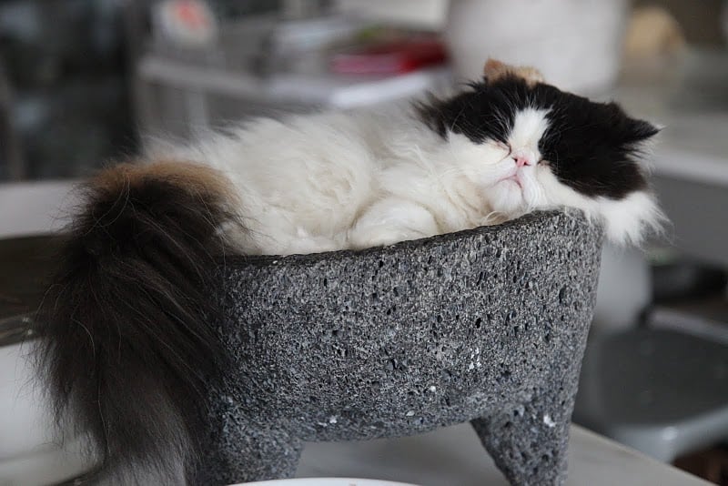 Pictures Of Martha Stewart S Cat Popsugar Pets