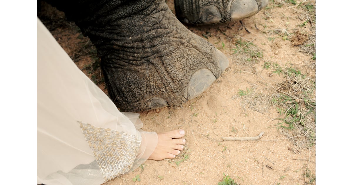 South African Safari Wedding With Elephants Popsugar Love And Sex Photo 42