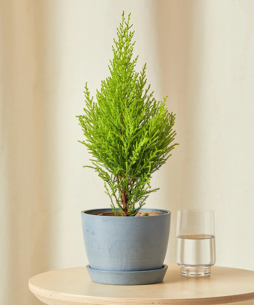 For the Plant Family: Bloomscape Potted Mini Lemon Cypress Indoor Plant