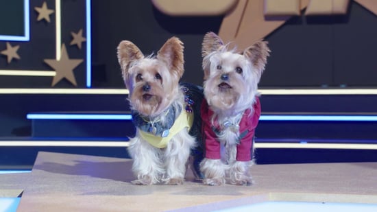 Dog Movies On Netflix You Can Watch Right Now Popsugar Pets