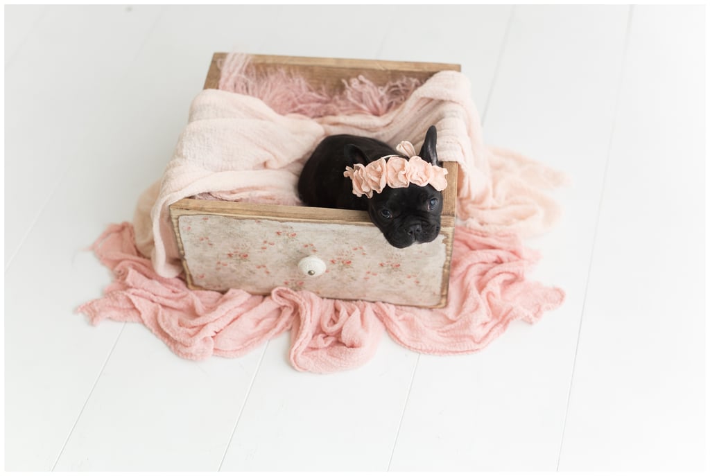 Newborn Photo Shoot With French Bulldog Puppy