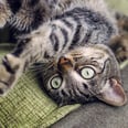 Wondering Why Your Cat Gets the Zoomies After Using the Litter Box? Experts Explain