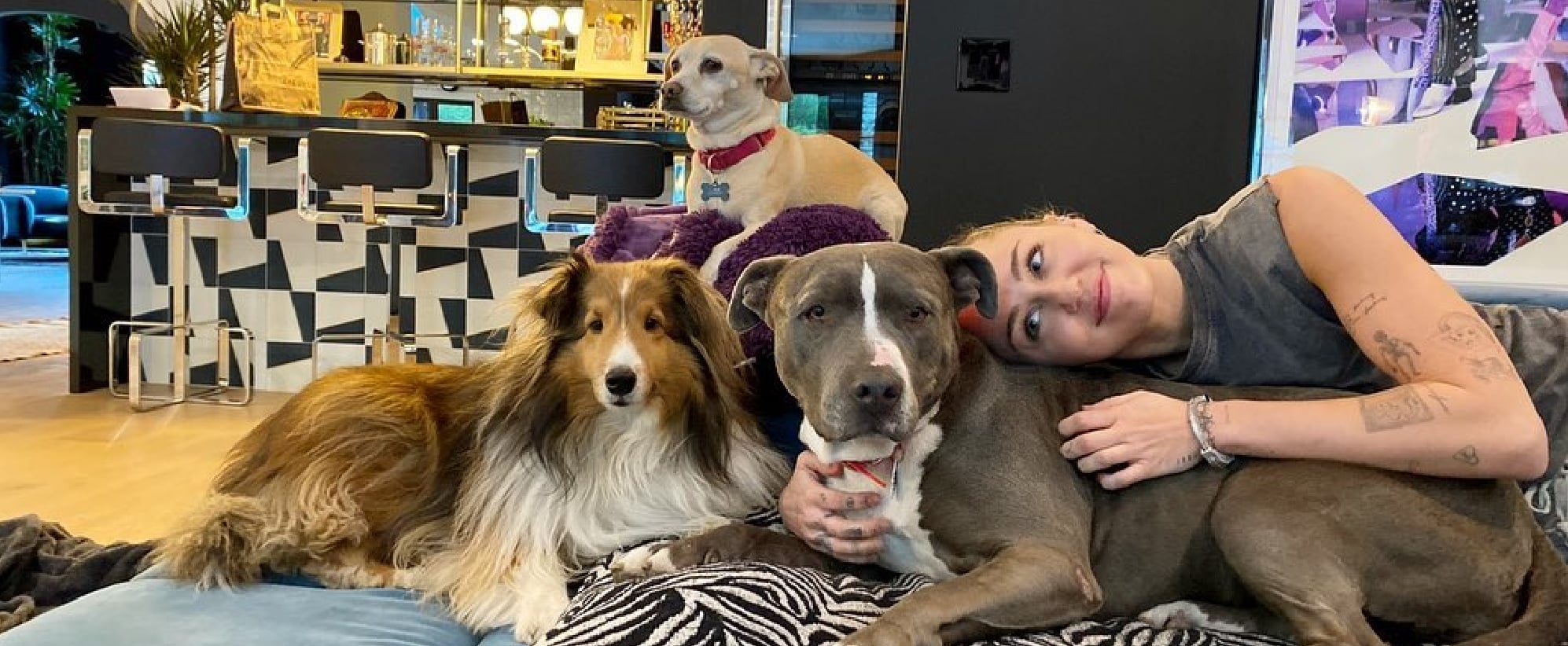 miley cyrus rescues pit bull named