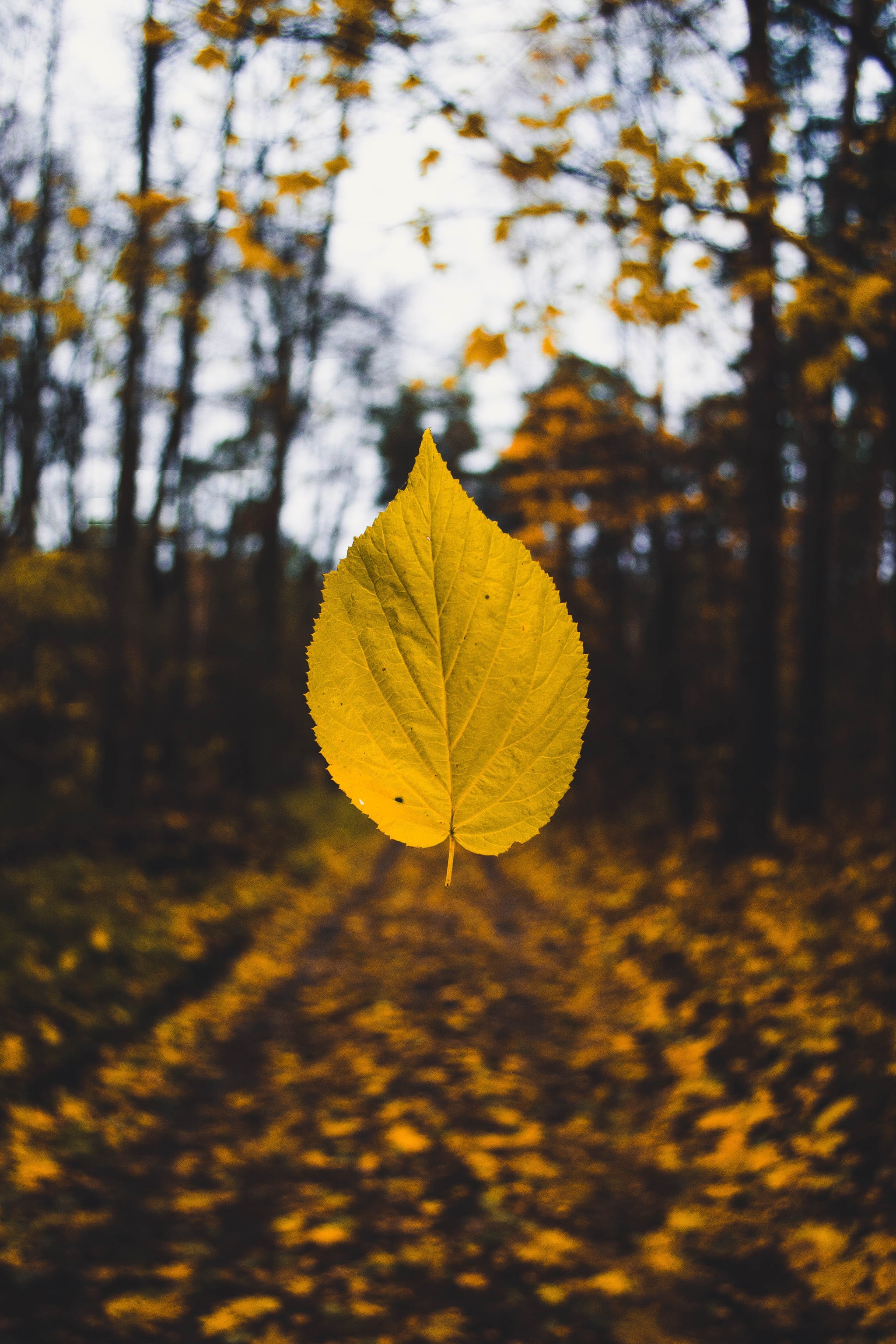 Fall Background: Yellow Leaf iPhone Wallpaper | 50 Fall iPhone Wallpapers  That'll Instantly Make You Feel Cozy | POPSUGAR Tech Photo 38