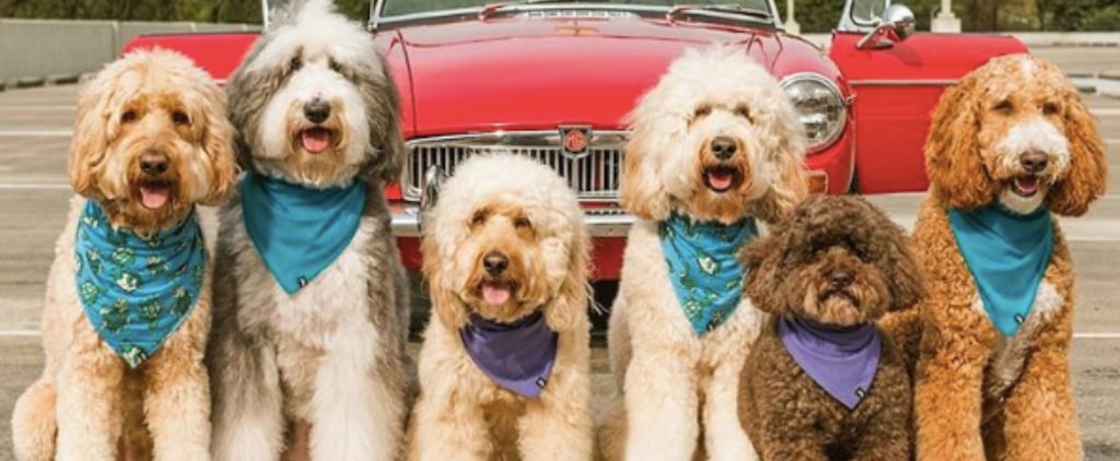 MeUndies's Dog Clothing Line