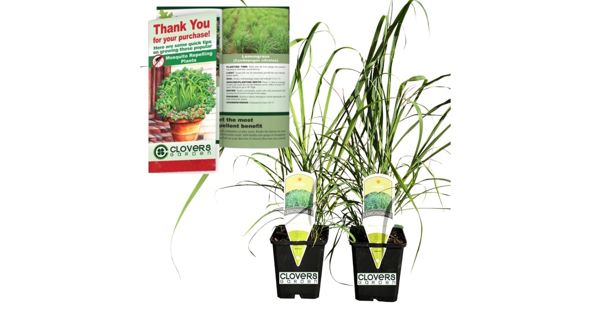 Lemongrass Plants 