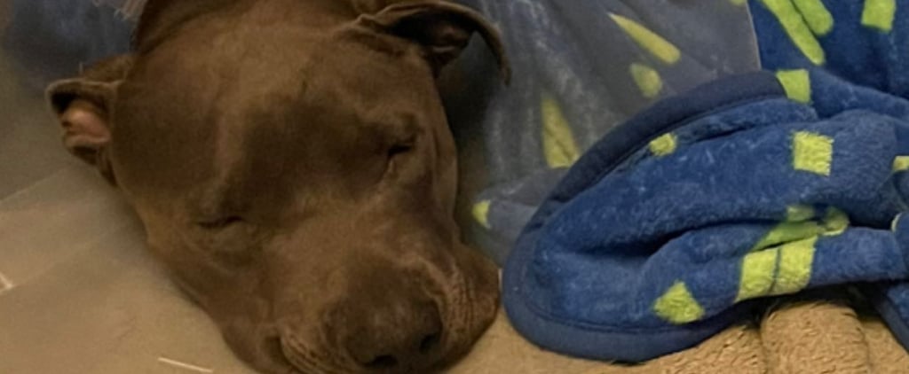 So Billie Eilish's Dog Shark Had to Get Surgery After He Swallowed an Entire Octopus Toy