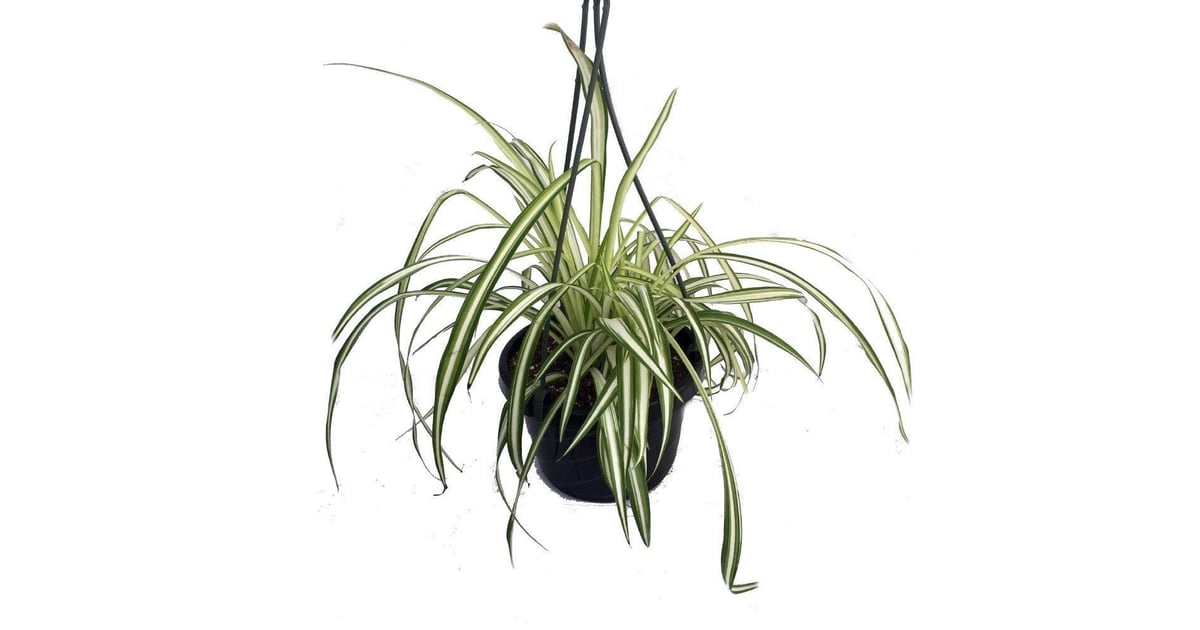 Spider Plant The Best Houseplants For Cold and Flu POPSUGAR Home