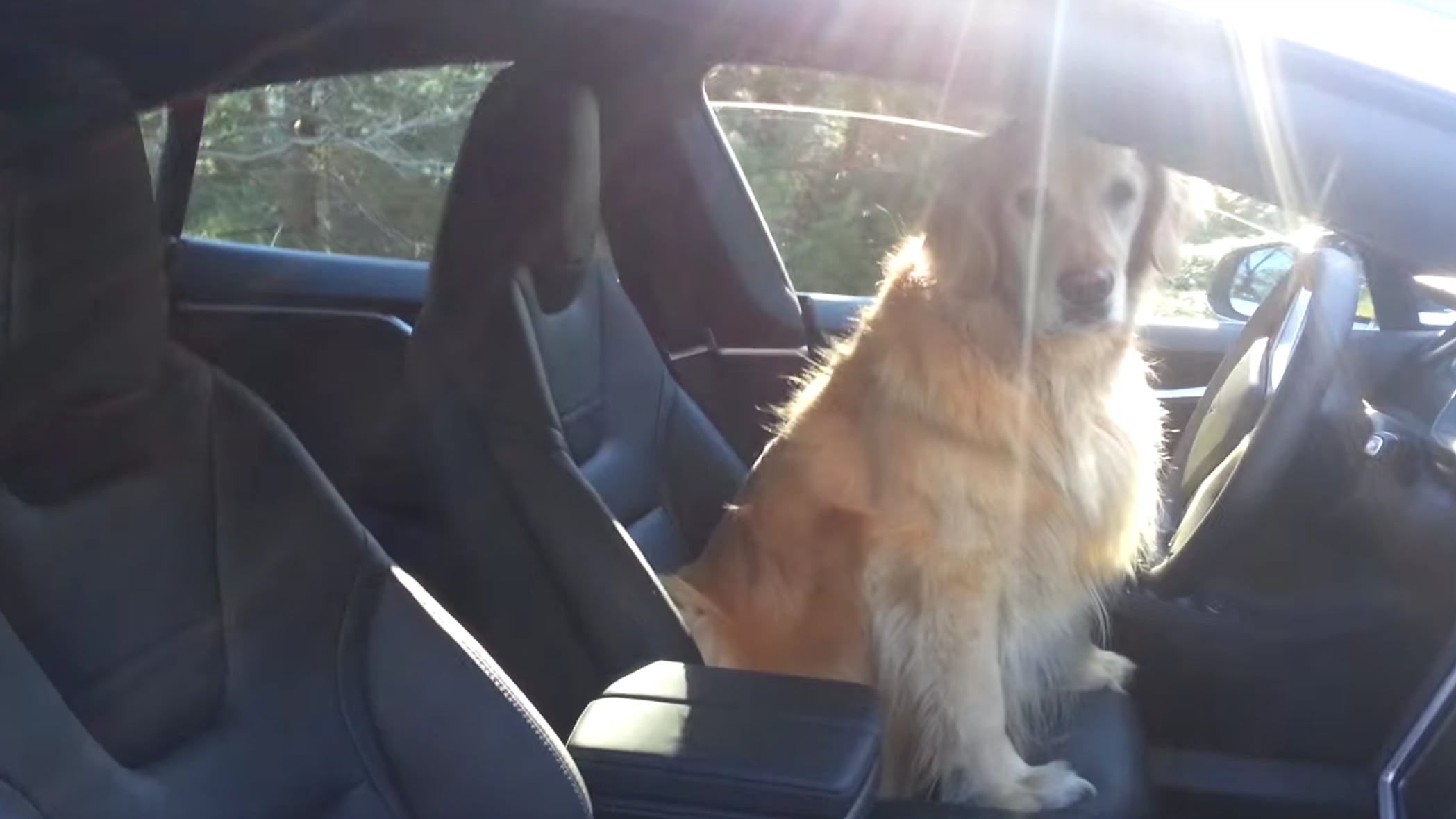 Dog Driving Tesla Car | Video | PS Pets