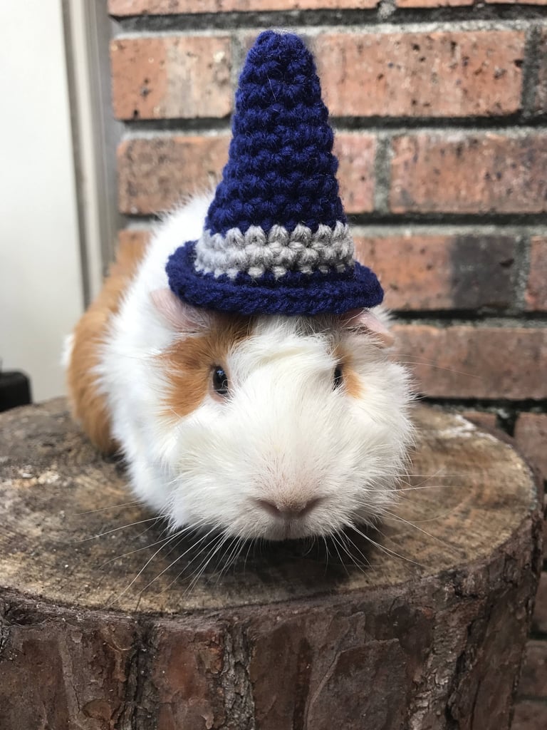 Guinea Pig Wizard Hat