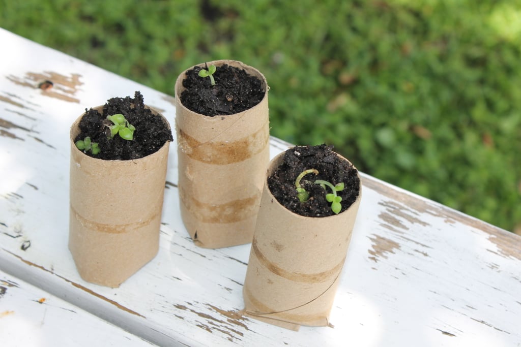 Fill the cardboard tube with soil and your seeds. Watch as your plant grows. When ready, you can plant the entire tube in the ground. Just be sure to unfold the bottom of the makeshift pot. The cardboard will eventually biodegrade.