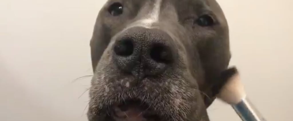 If You Need Me, I'll Be Watching This Dog Makeup Vlogger Slay the Beauty Game