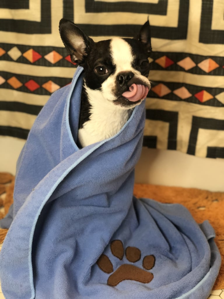 Ouai Fur Bébé Dog Shampoo Review