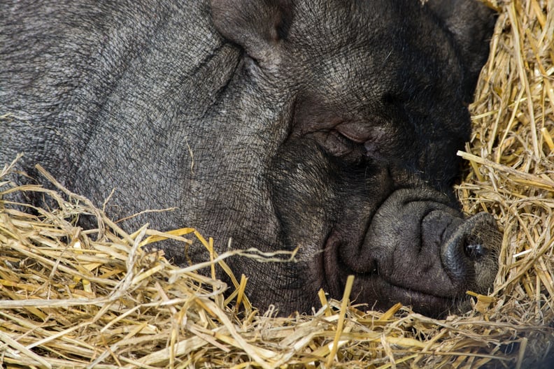 This hog, who could not be more comfortable.