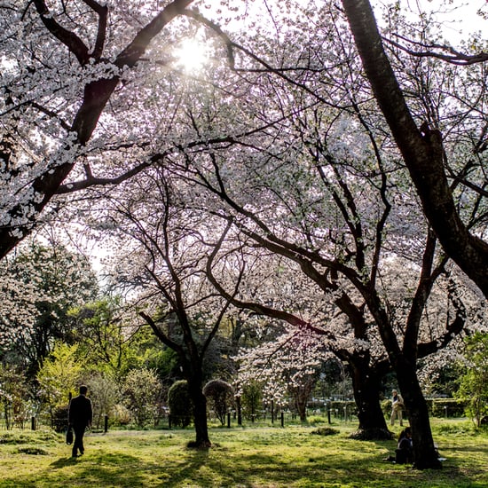 Japanese Cherry Blossoms Pictures | Spring 2014