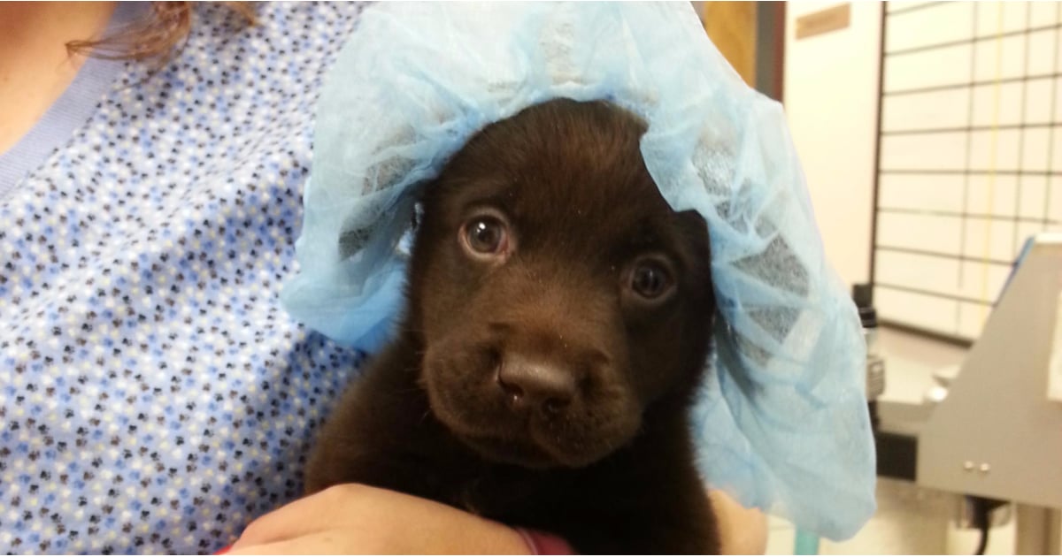 Rescued Puppy With Cleft Palate POPSUGAR Pets