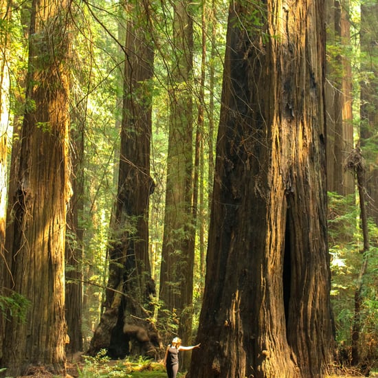 Redwood National Park Photos