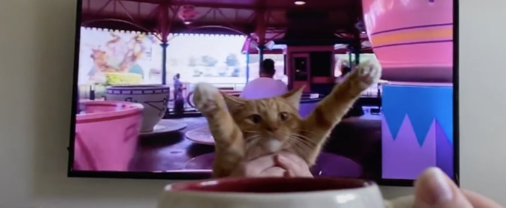 Funny Video of Cat Virtually Riding Disney's Mad Tea Party