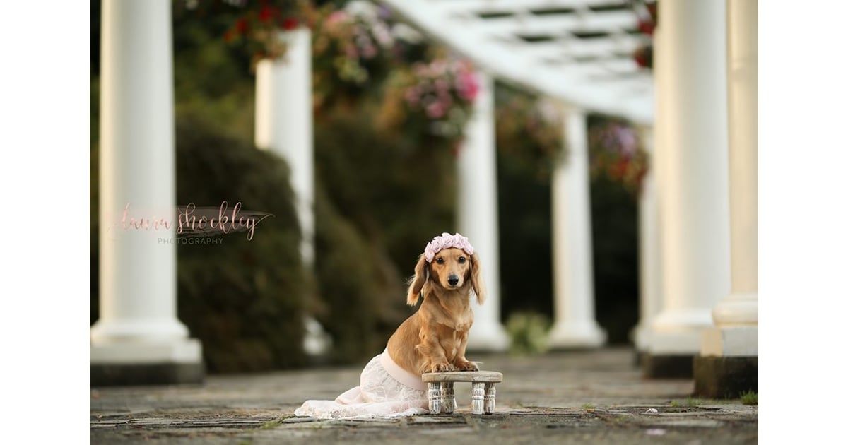 Dachshund Maternity Shoot POPSUGAR Pets Photo 2