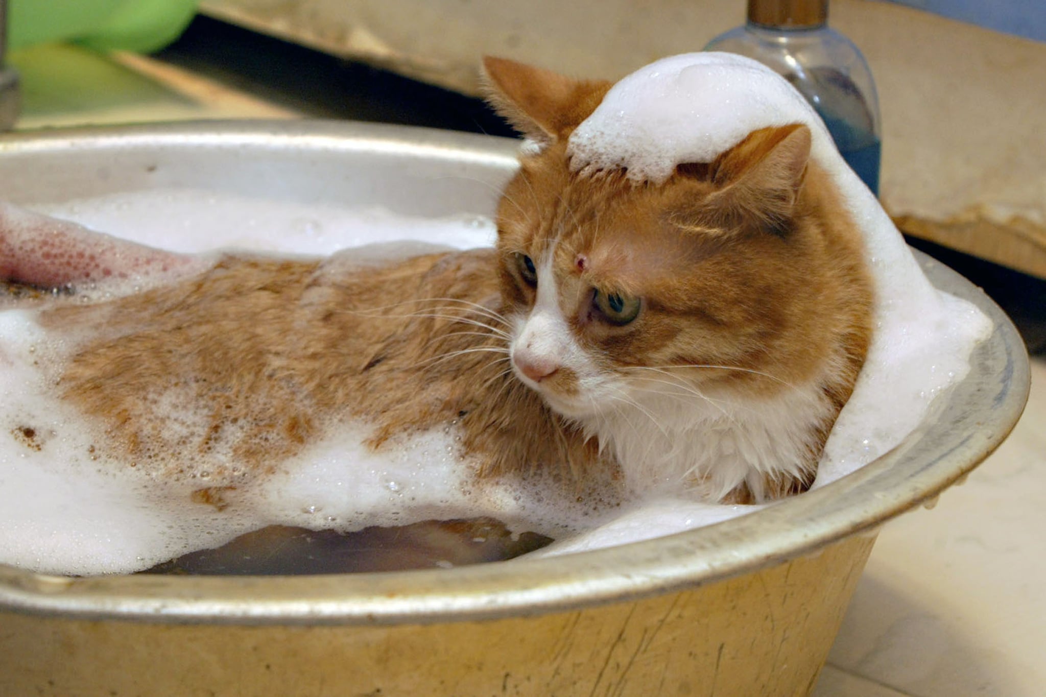 Laifu the Cat Takes Baths Three Times a Week | POPSUGAR Pets