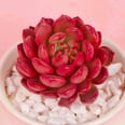 This Color-Changing Succulent Turns Pink in the Sunlight, and It Costs Only $6