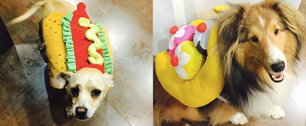 Miley Cyrus's Dogs in Halloween Costumes
