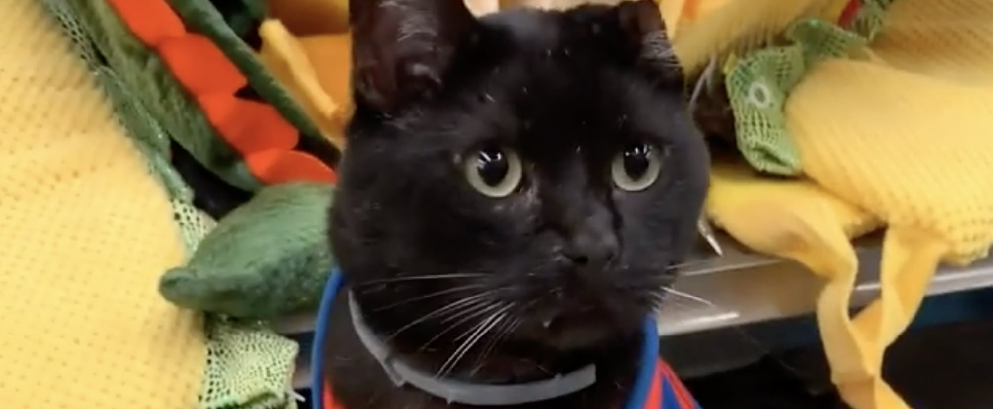 Uno the Cat Trying on Halloween Costumes in Petco Video POPSUGAR Pets