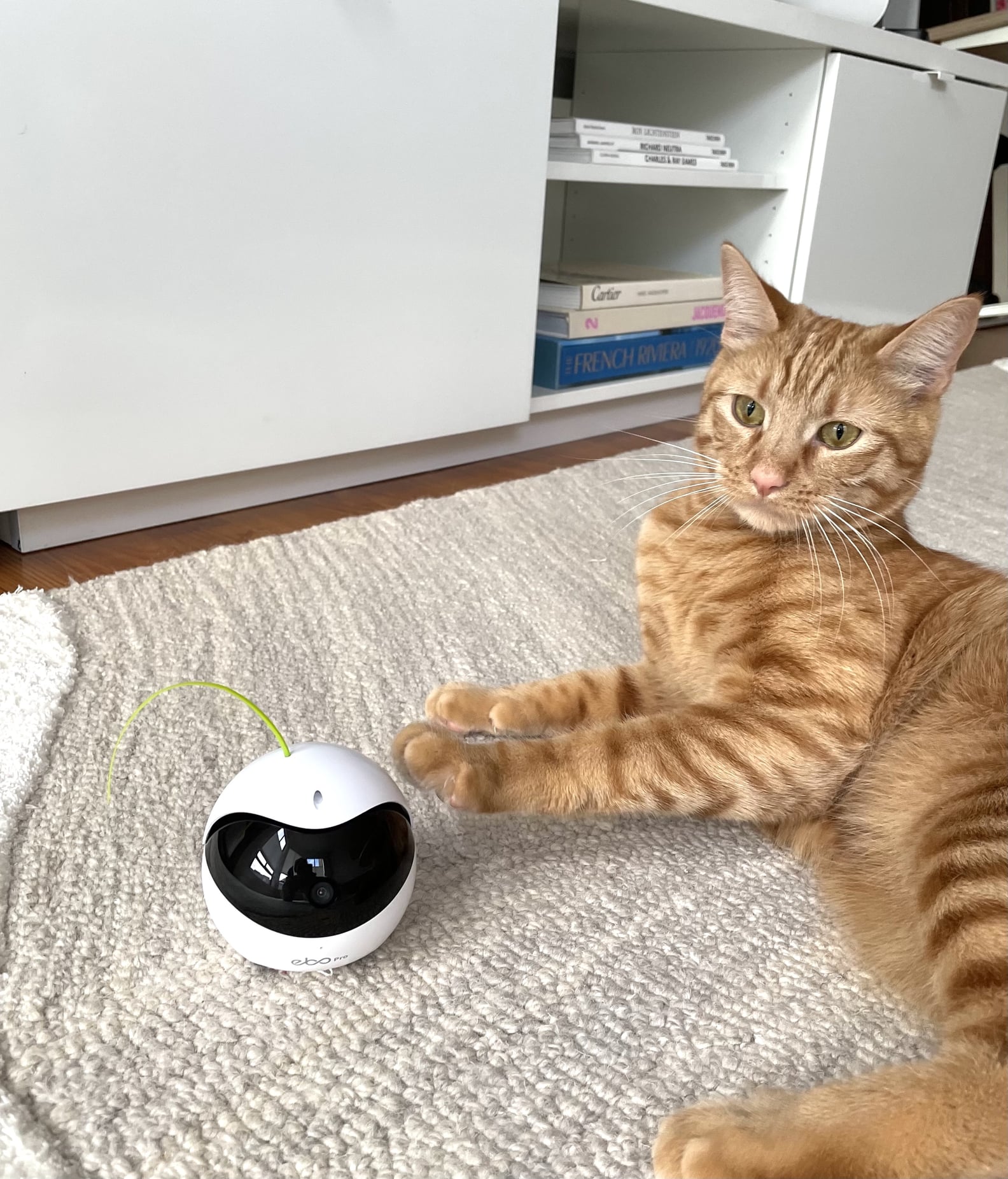 Best Robot Toy For Bored Cats | PS Pets