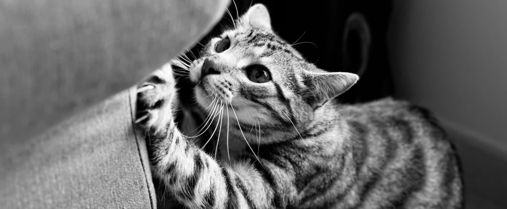 Best Antiscratch Cat Products For Your Home
