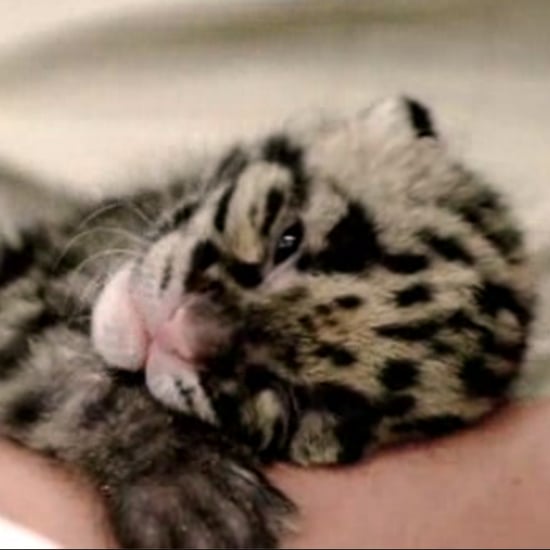Endangered Clouded Leopard Cub Video