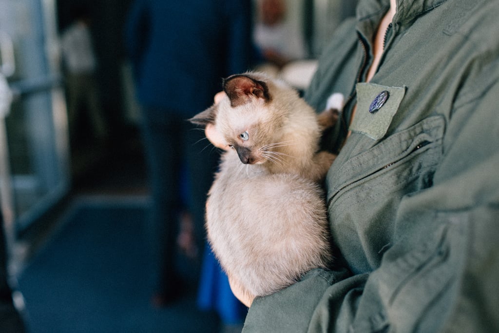 Couple Has Kitten Hour at Their Wedding