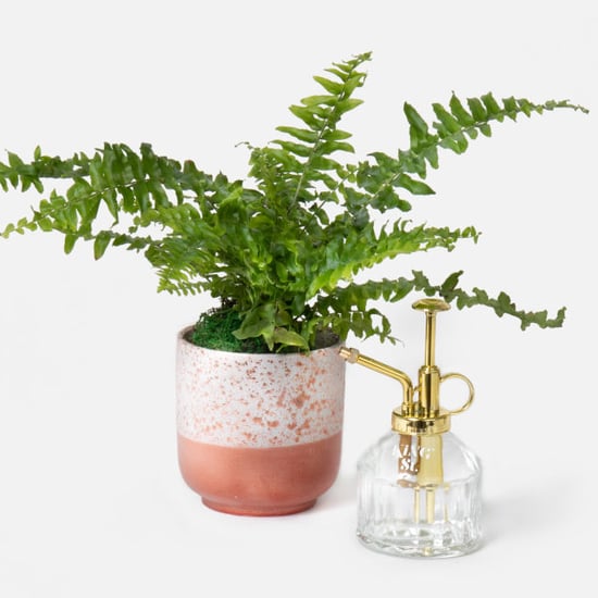 Where to Buy UrbanStems Love Ferns For Valentine's Day