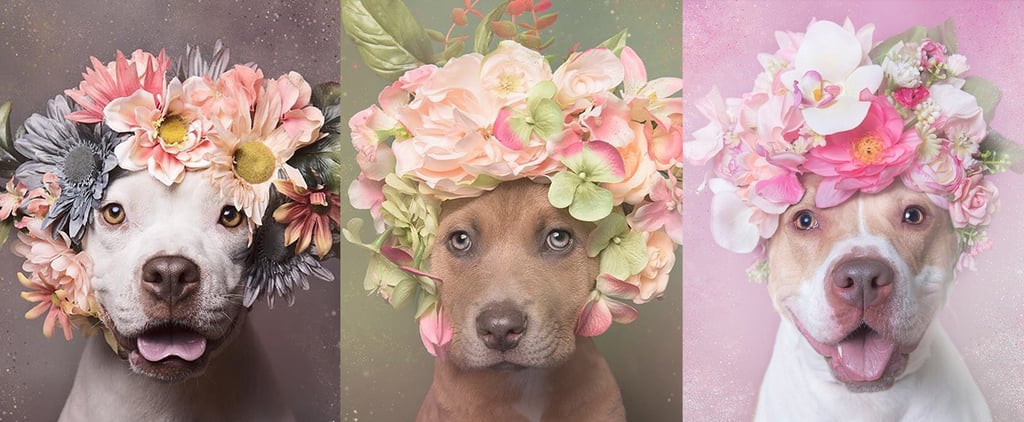 Pit Bulls in Flower Crowns