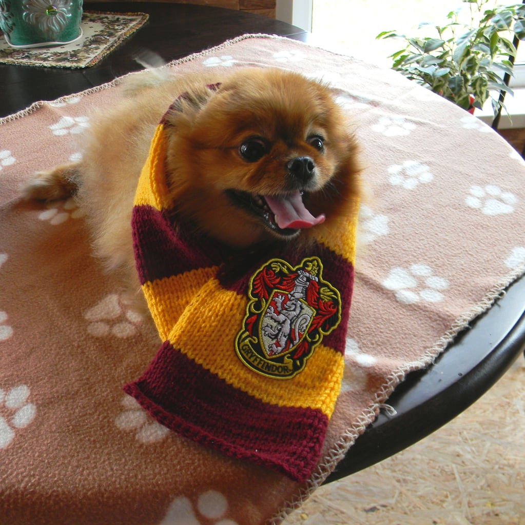 gryffindor dog