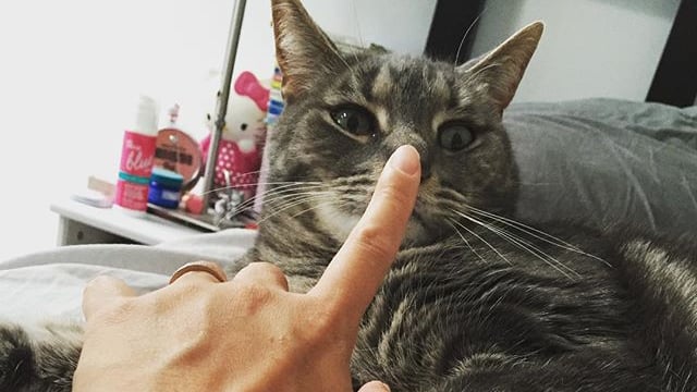 Cat Boops Popsugar Pets