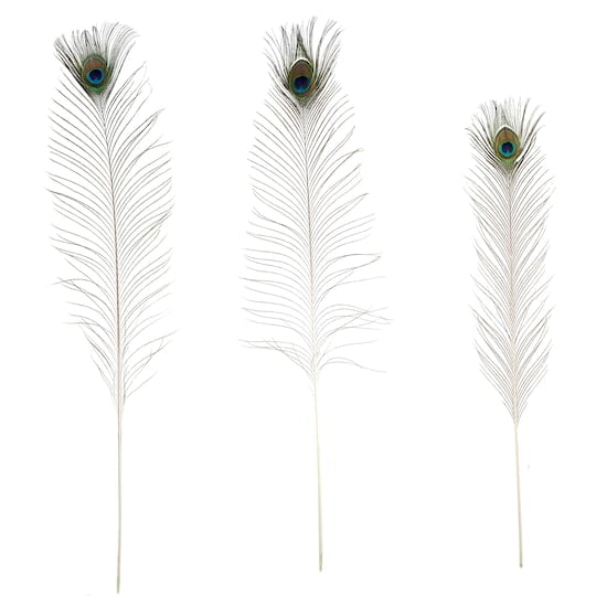 Peacock Feathers by Ashland