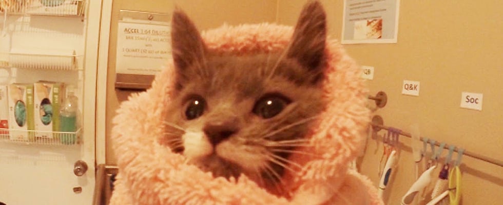 Humane Society's Kitten Nursery Video