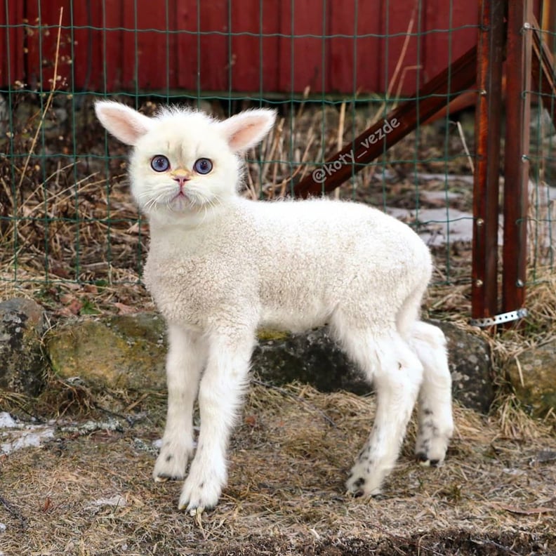 Lamb With a Cat's Face