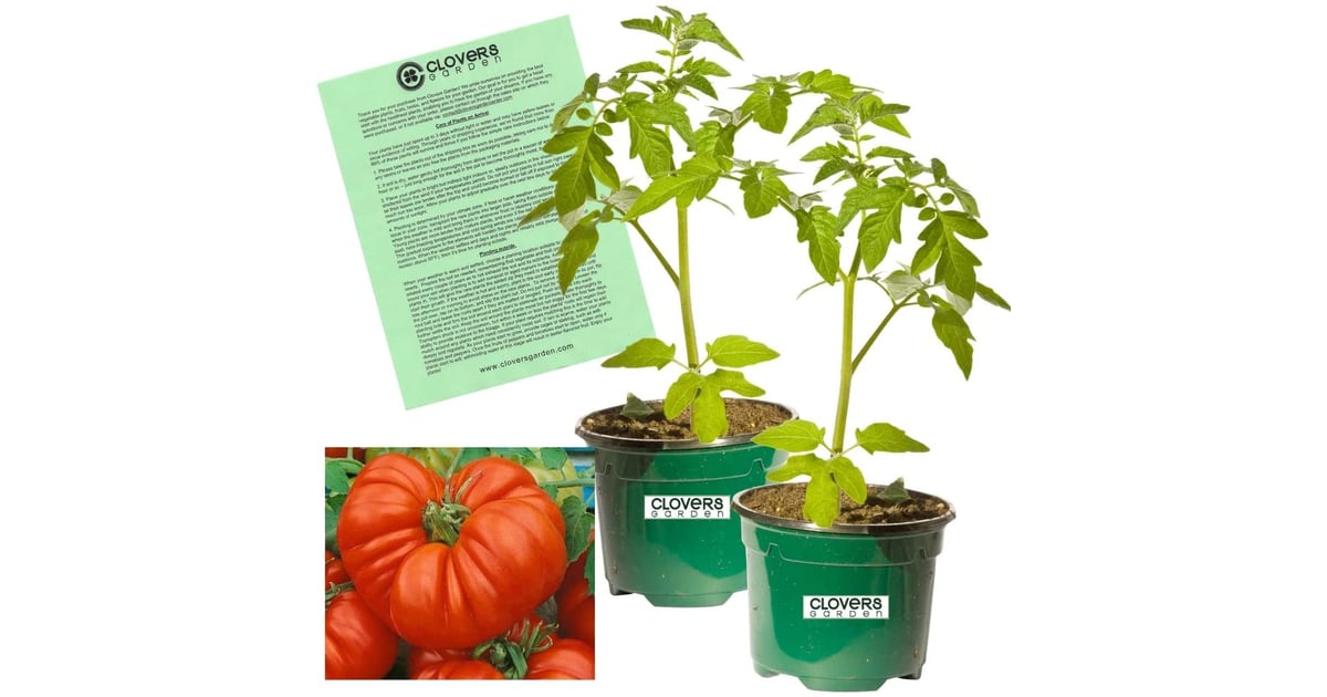 Amazon Where to Order Vegetable Plants Online For Delivery POPSUGAR