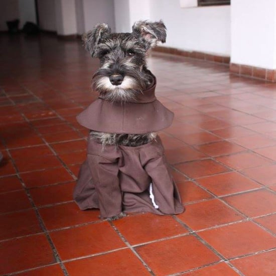 Dog Adopted by Monastery in Bolivia
